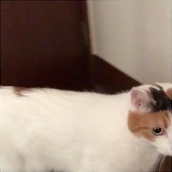 モデルニャンコ