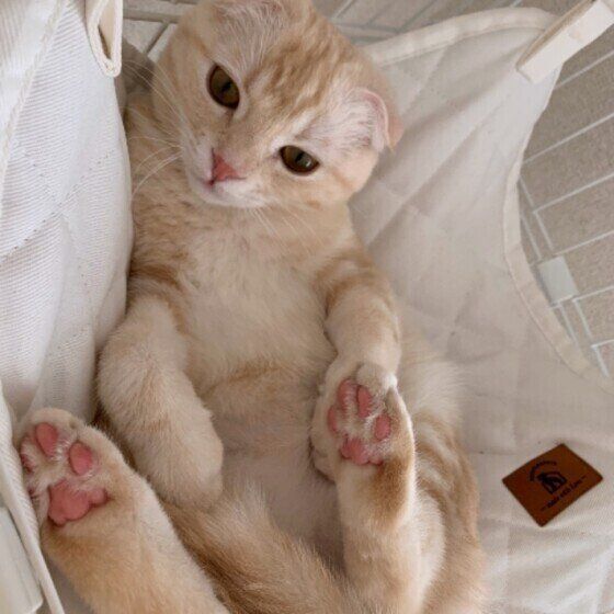 ハンモックでくつろぐスコティッシュフォールド