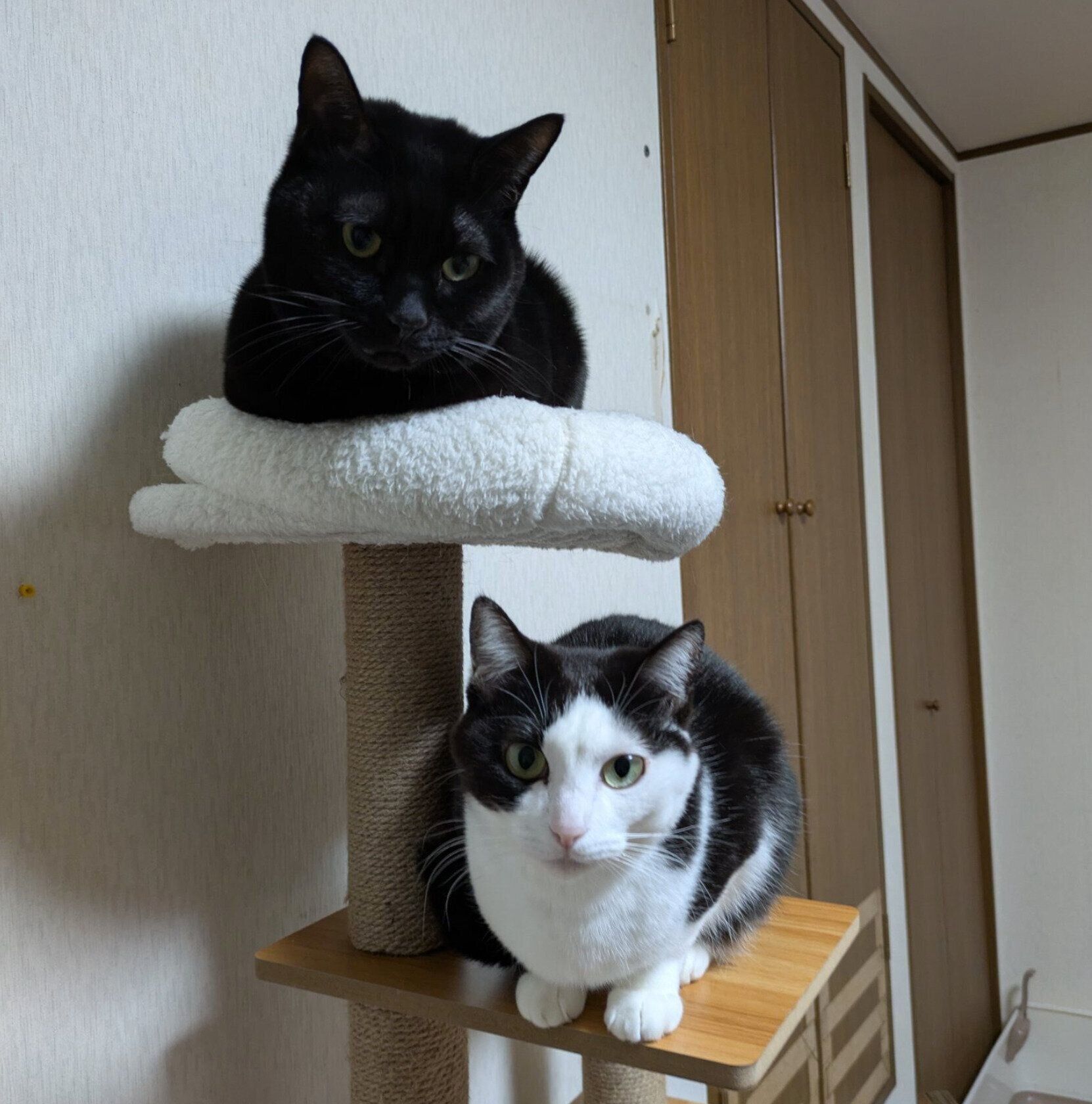 もなかくんと豆大福ちゃん