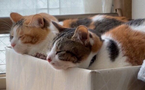 箱に入るクッキーちゃんとクラッカーちゃん