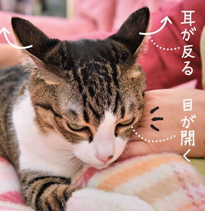 猫の「正しいなで方」を知ろう!猫がうっとり・仲よくなれるなで方のコツは|ねこのきもちWEB MAGAZINE