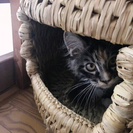 メインクーンのすももちゃん