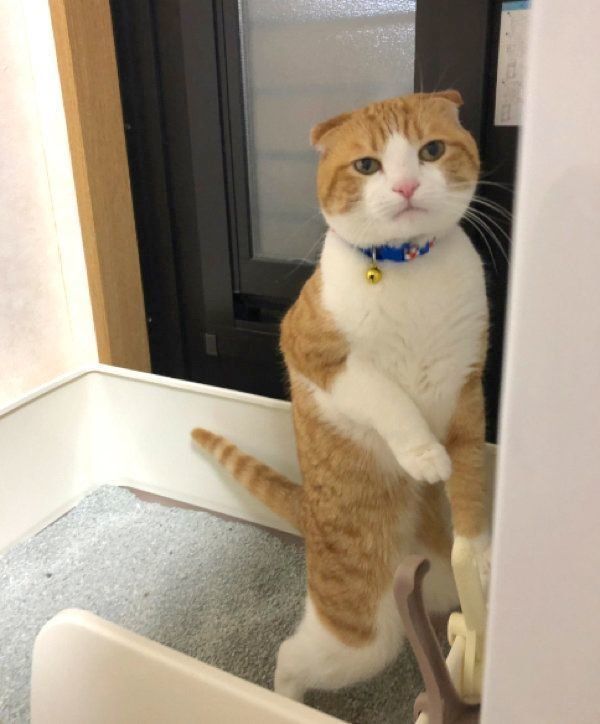 トイレ中の姿が変なスコティッシュフォールド