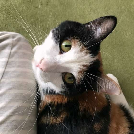 じーっと見つめる三毛猫