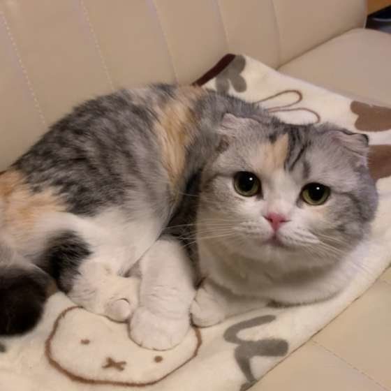 くつろぐスコティッシュフォールド