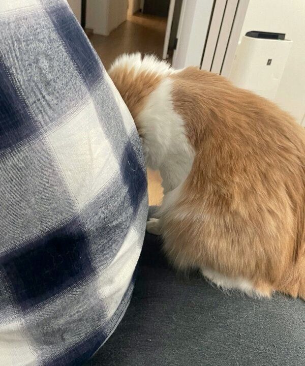 旦那さんにスリスリする博士くん