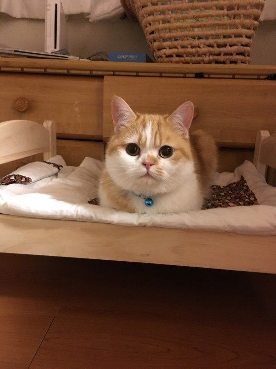 香箱座りをする猫