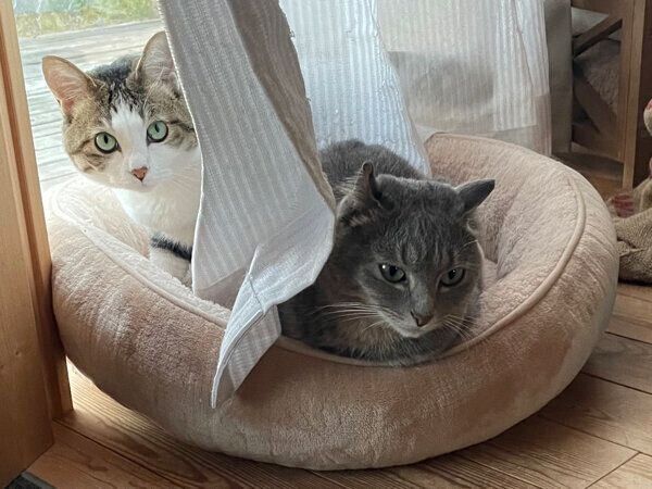 まったりするころんちゃん、ねんねちゃん