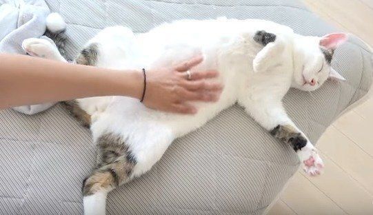 チロくん　ねこ