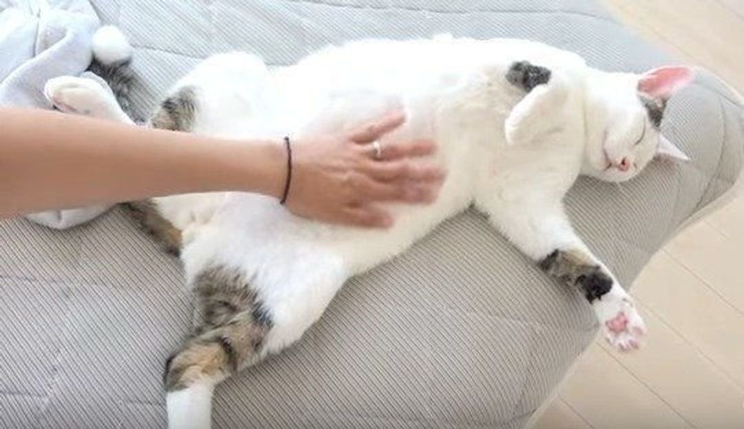 寝顔は天使だけれど 寝姿がまるでおっさんのおもしろネコ ねこのきもちweb Magazine 寝顔は天使だけれど 寝姿がまるでおっさんのおもしろネコ ねこのきもちweb Magazine