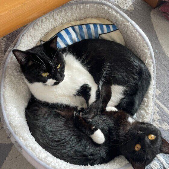 改めて確認 オス猫とメス猫の違いは 顔の形や飼い方のポイントなど 獣医師監修 ねこのきもちweb Magazine