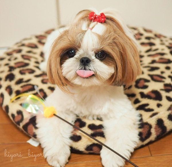 シー・ズーのひよりちゃん