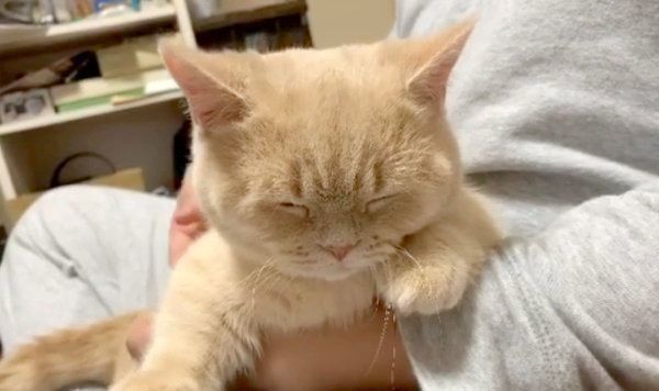 撫でてもらい気持ちよさそうなむぎくん