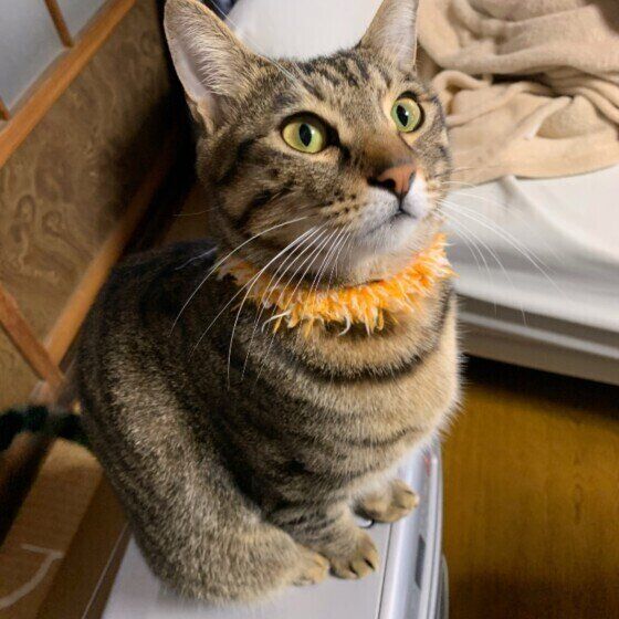 おすましするキジトラ猫