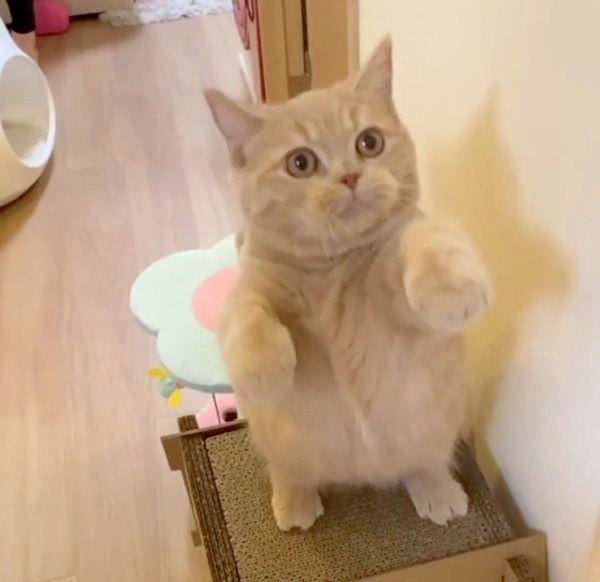 無邪気に遊ぶここちゃん