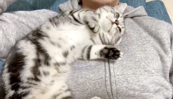 飼い主さんに甘えるアビーちゃん