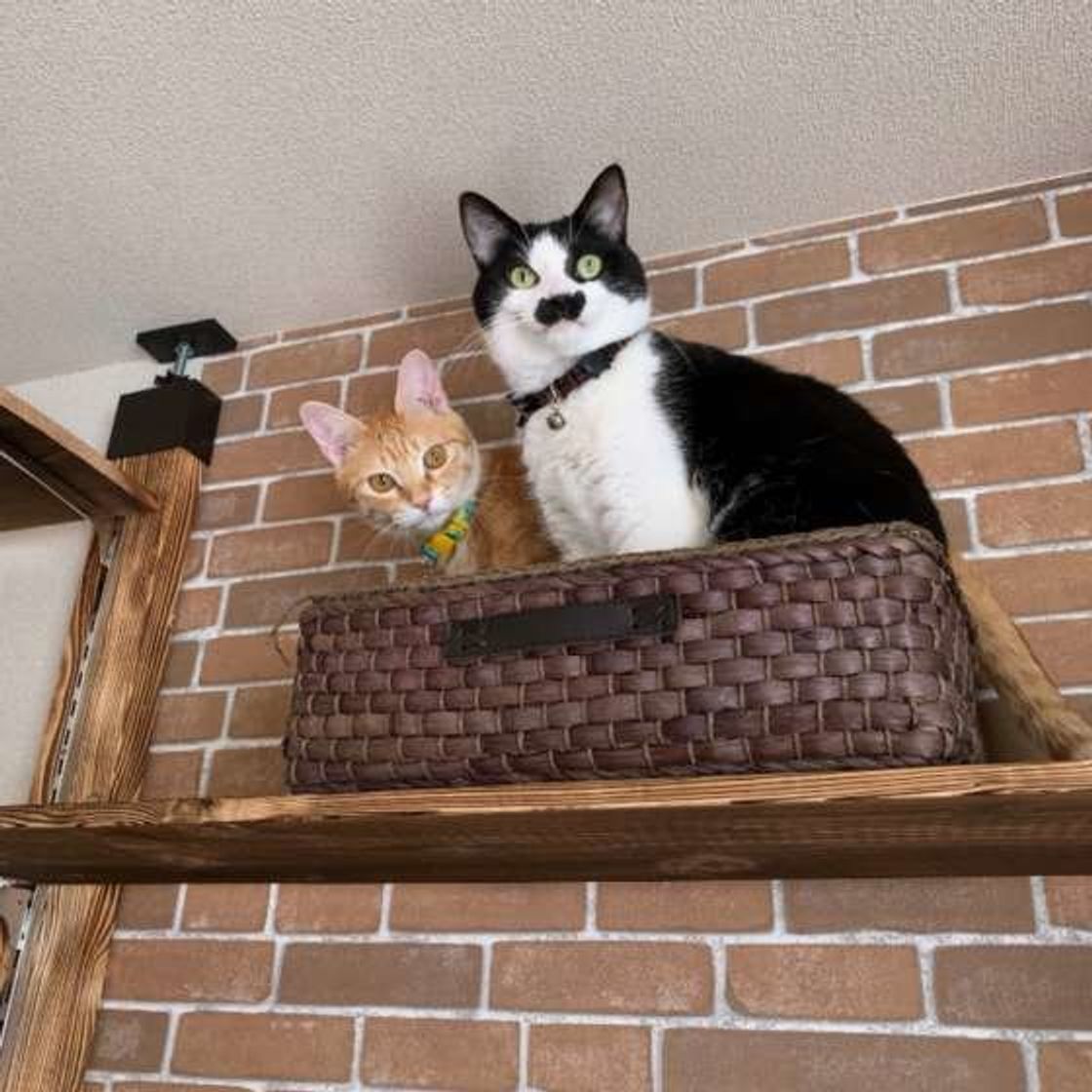 多頭飼いなら知っておきたい 仲が良い 良くない猫同士が見せる行動とは ねこのきもちweb Magazine 多頭飼いなら知っておきたい 仲が良い 良くない猫同士が見せる行動とは ねこのきもちweb Magazine