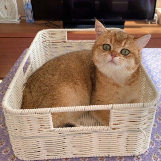 ブリティッシュショートヘアのイロナちゃん