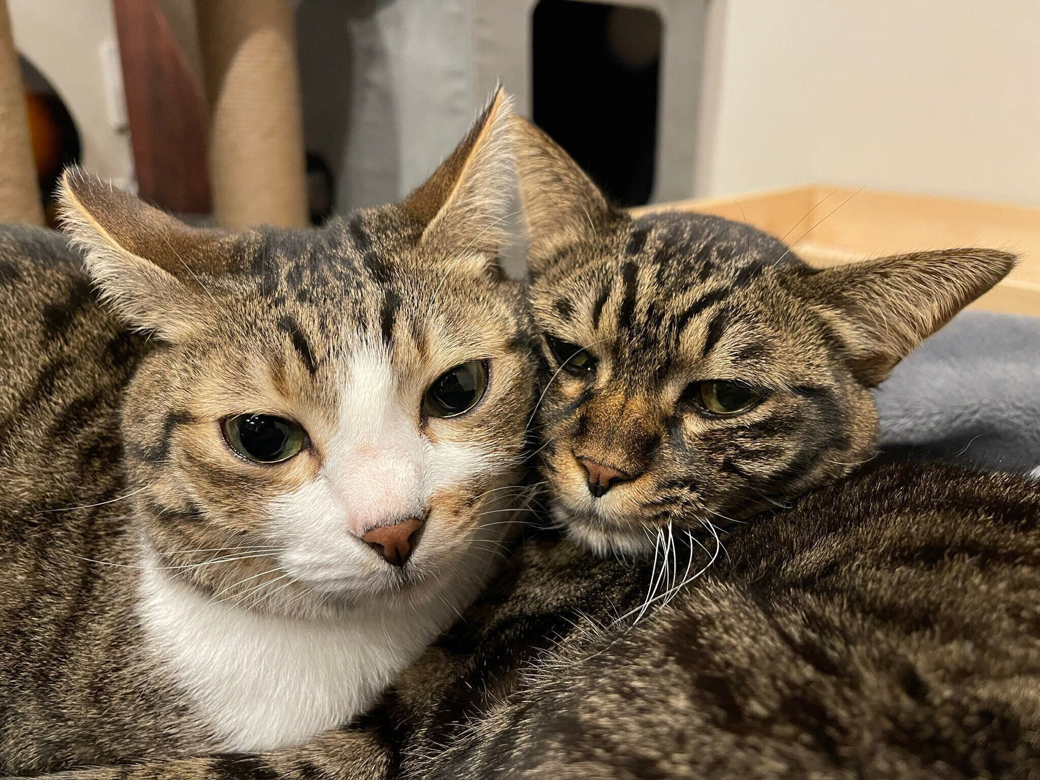 くっつく真良くん、南南くん