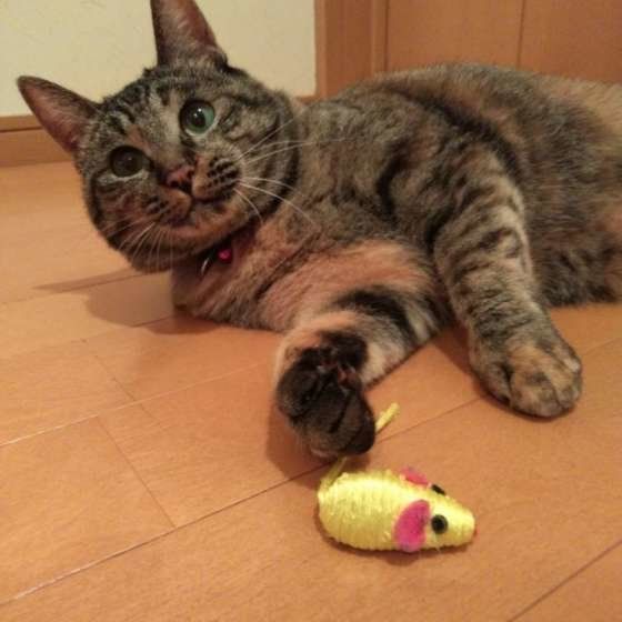 おもちゃで遊ぶ猫