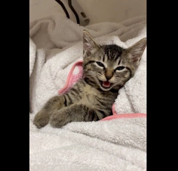 飼い主さんの膝の上に乗るうりちゃん