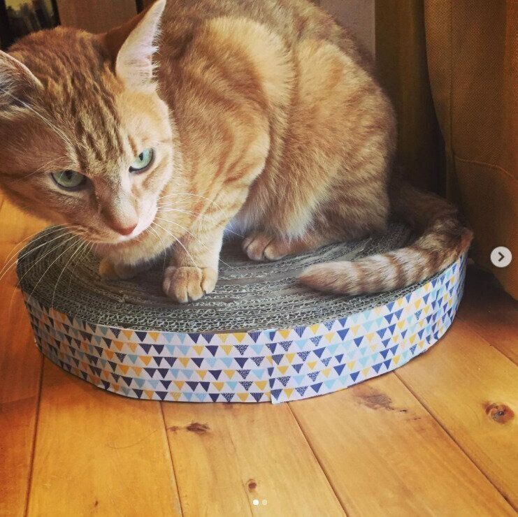 爪とぎの上に乗っかる猫