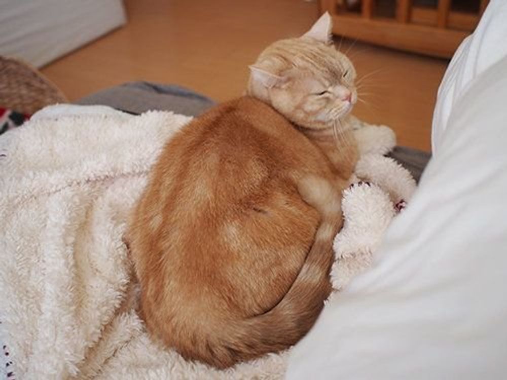 飼い主にお尻を向ける イケメン な理由 マンチカンのぷーちゃん Vol ねこのきもちweb Magazine 飼い主にお尻を向ける イケメン な理由 マンチカンのぷーちゃん Vol ねこのきもちweb Magazine