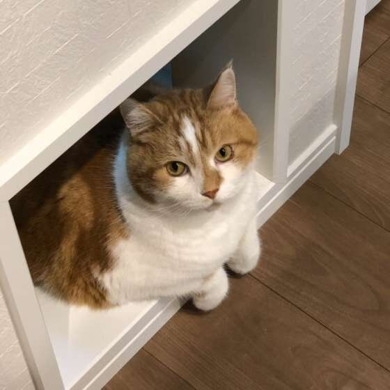 お気に入りの場所に入るスコティッシュフォールド