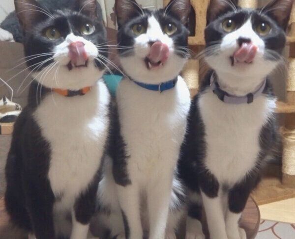 舌を出すハチワレトリオ