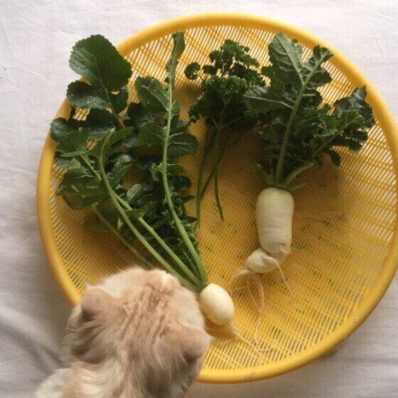 獣医師監修 猫に大根を与えても大丈夫 大根を食べるメリットと与え方を解説 ねこのきもちweb Magazine