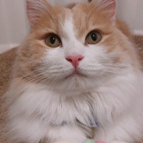 見つめるマンチカン・ロングヘア