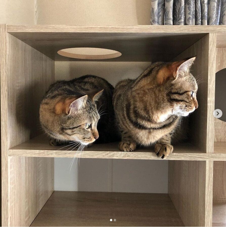 棚の中で密着する猫たち
