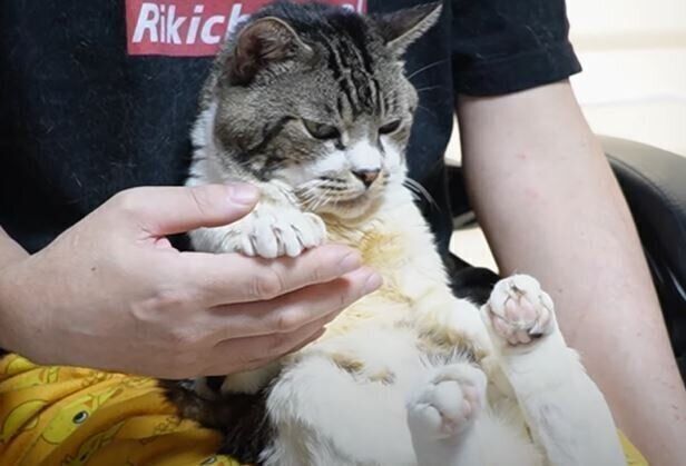 猫　リキちゃん