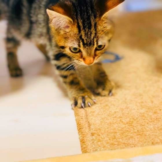 アメリカンショートヘアおちび爪とぎ