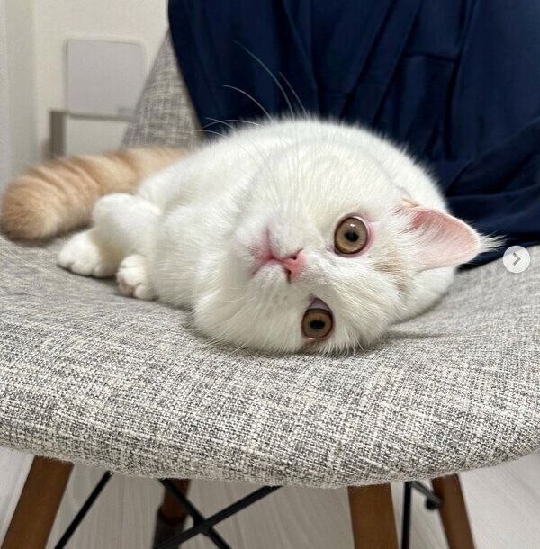 見つめるささみくん