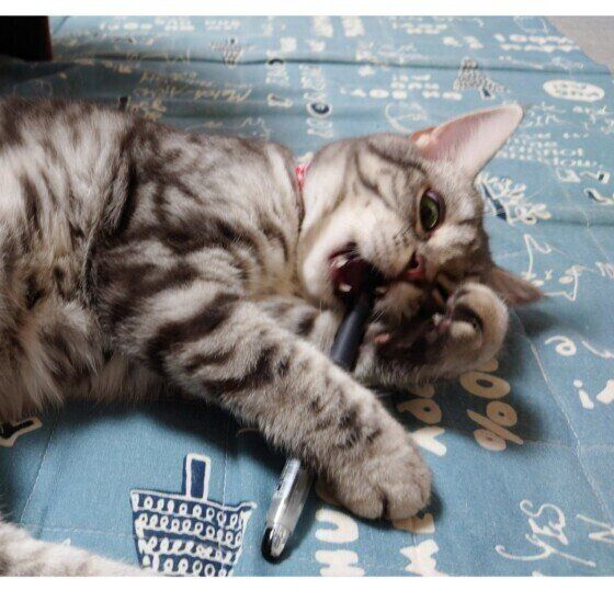 アメリカンショートヘアのうめちゃん♪