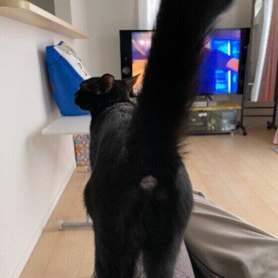 黒MIXのあんこ♀