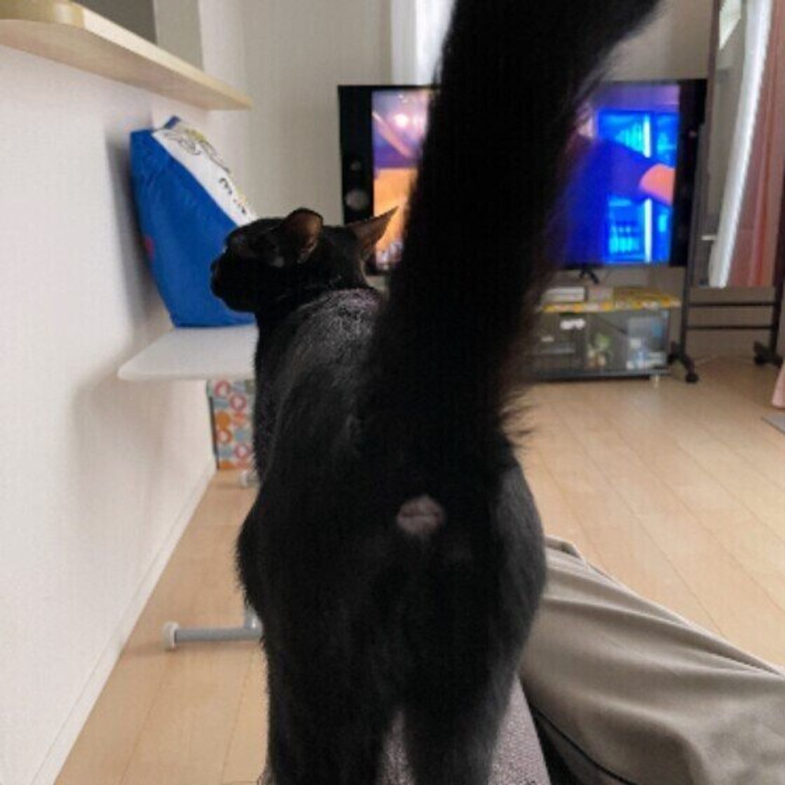 猫がおしりを高く上げるしぐさをするかわいい理由 ねこのきもちweb Magazine 猫がおしりを高く上げるしぐさをするかわいい理由 ねこのきもちweb Magazine