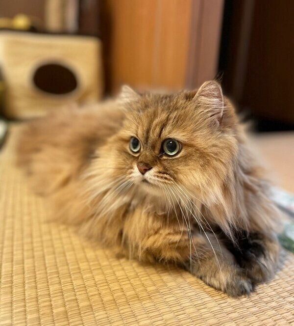 くつろぐルビィくん