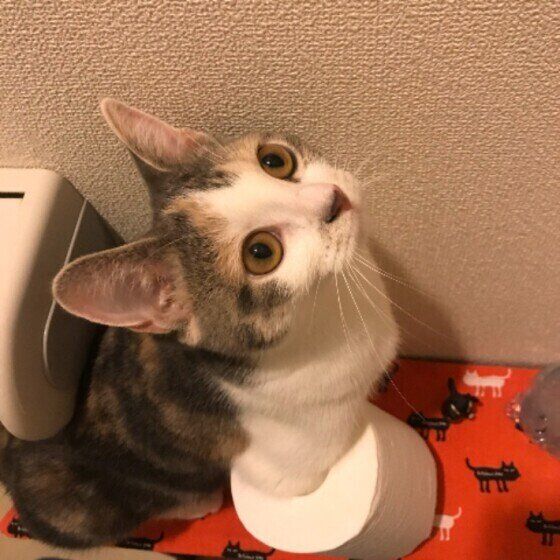 マンチカンの小梅ちゃんとトイレットペーパー