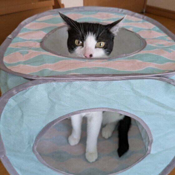 Mix（黒×白）の茉莉花ちゃん♪