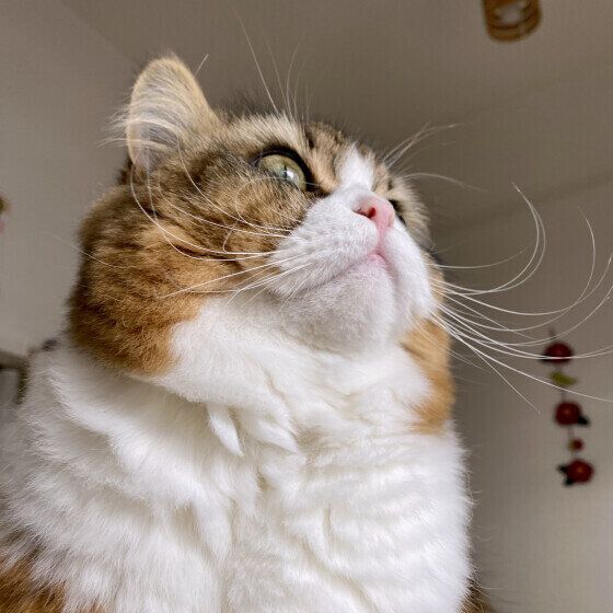 スコティッシュフォールド・ロングヘアのもふくん