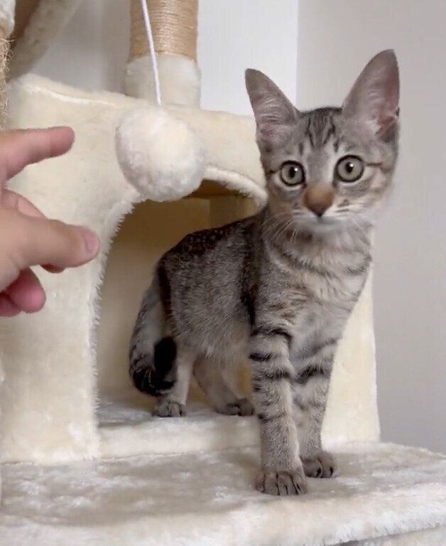 お迎えした頃の楓花ちゃん