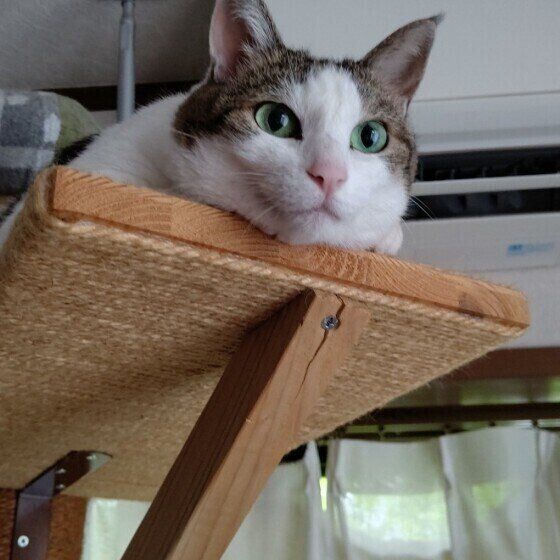 Mix（キジトラ）のみみちゃん♪