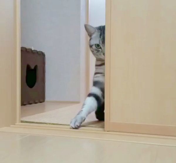 おやつを催促するアメリカンショートヘア