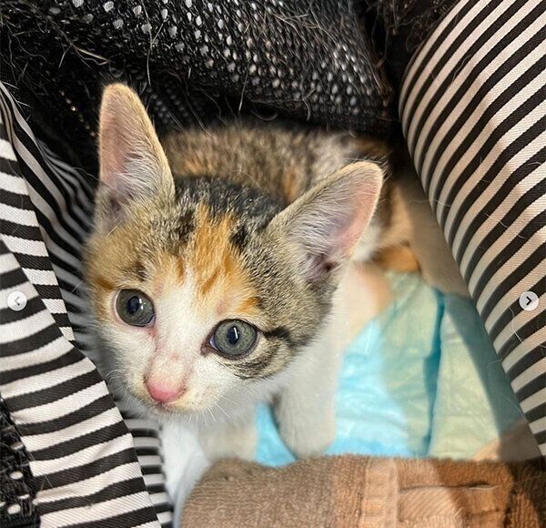 保護当時のすずちゃん