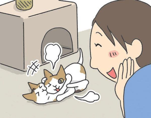 先住猫と新入り猫の対面時に気をつけたいこと