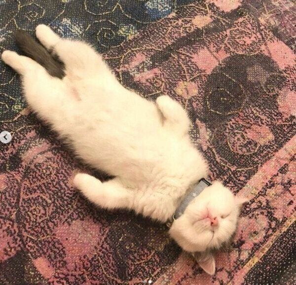 ヘソ天するカツヲくん