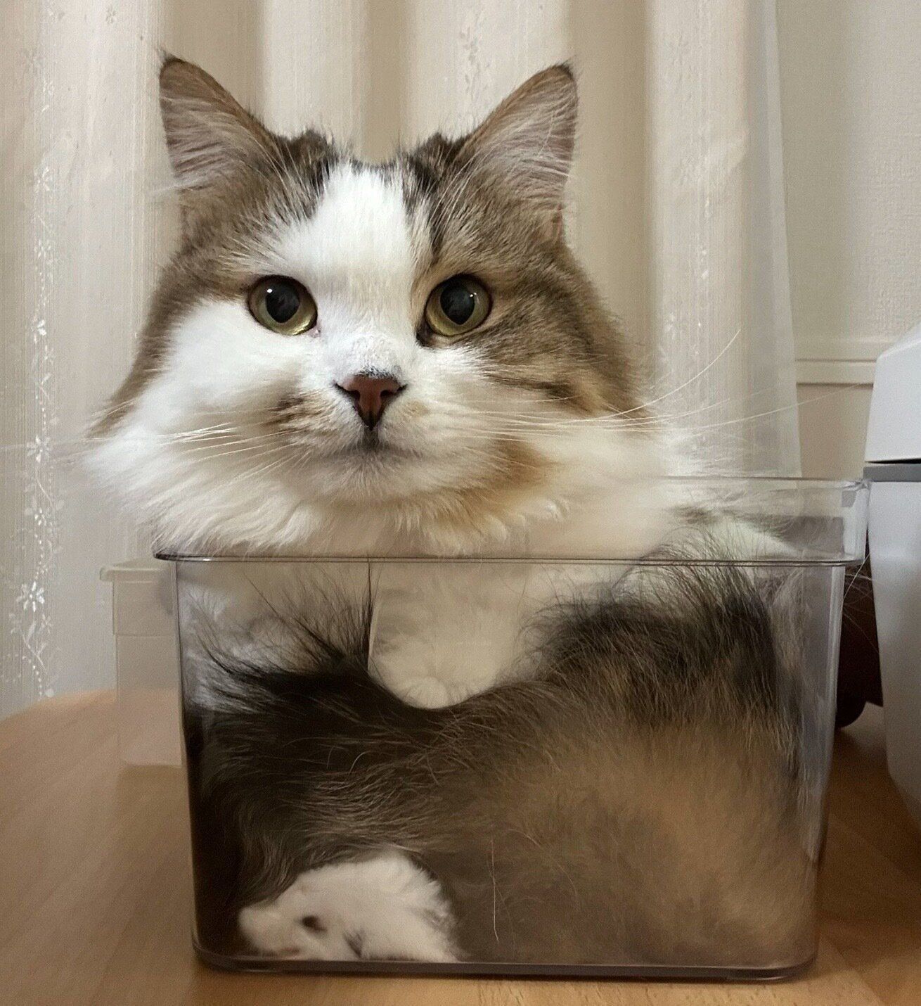 箱の中に入るこむぎくん