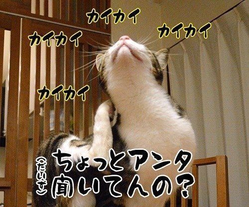 あずきさん、首かきに夢中